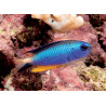 Pomacentrus alleni